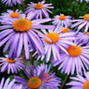 Meet your Posher, Heidi